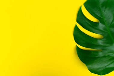  Tropikal sarı bir arka plan üzerinde Monstera çiçek bırakır. Parlak sarı bir arka plan üzerinde bu tropikal yaprakların yaratıcı düzenleme. Yaz konsepti. Kopyalama alanı ile düz görüntü.