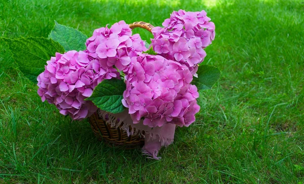 Pink hydrangea flowers in a wicker basket on lush green grass.