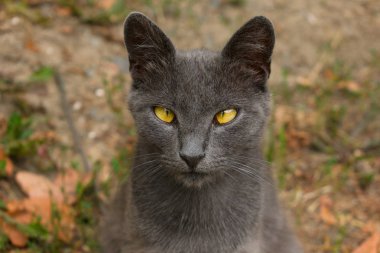 Yakından bakan gri vahşi kedi. Büyük plan.