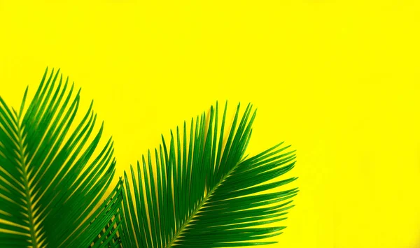 Tropické Palmové Listy Jasně Žlutém Pozadí Kreativní Rozložení Skutečných Tropických — Stock fotografie