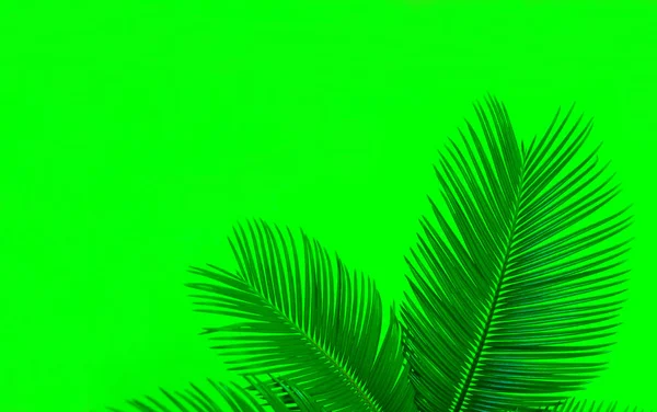 Tropical palm leaves on a bright green background. Creative layout of real tropical leaves on a green background. Summer concept. Flat image with copy space.