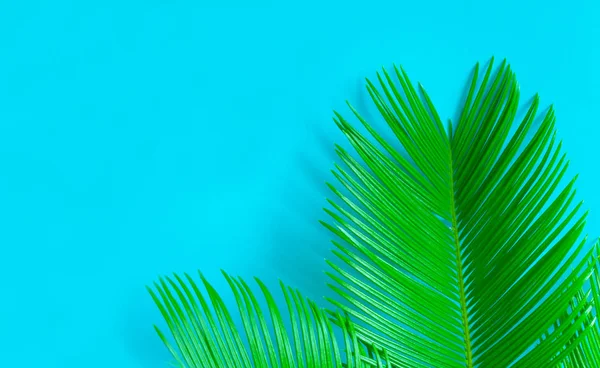 Tropical palm leaves on a blue background. Creative layout of real tropical leaves on a blue background. Summer concept. Flat image with copy space.