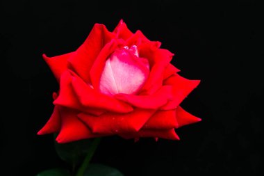  siyah bir arka plan üzerinde izole kırmızı gül.