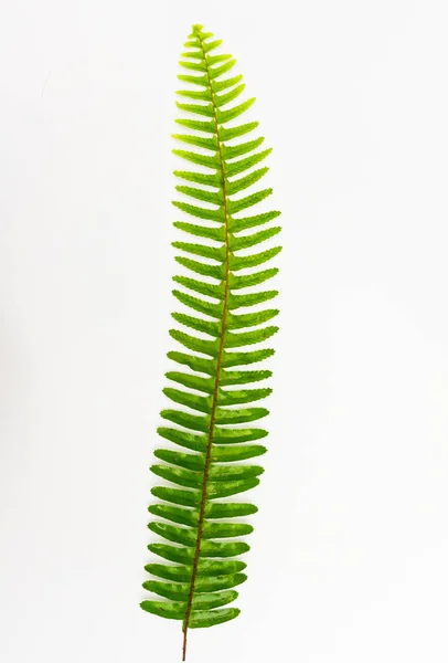 Fern leaf, Ornamental foliage, Fern isolated on white background, with clipping path