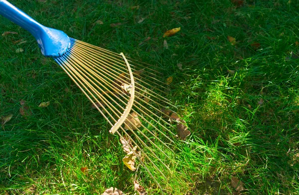 Harvesting Leaves Garden Autumn Work Backyard — Stock Photo, Image