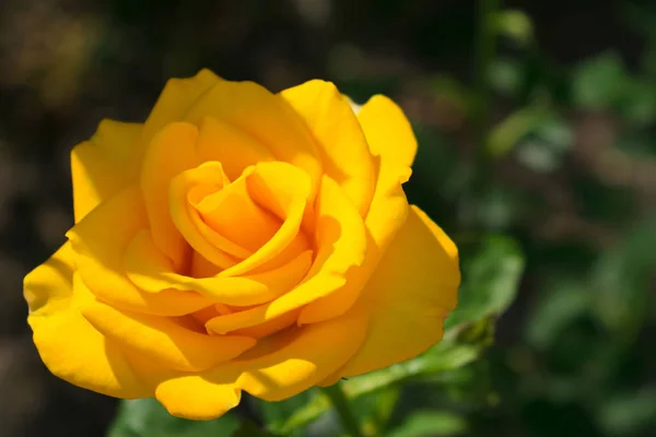 Une Rose Jaune Dans Jardin Sur Fond Flou — Photo