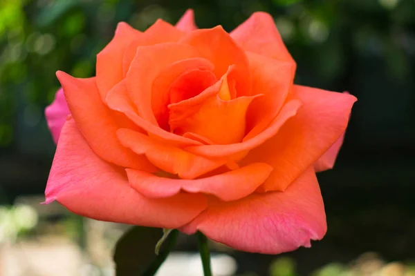Rose Orangée Fleurs Poussant Dans Jardin Close — Photo