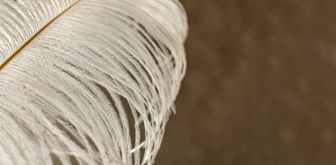  Bulanık bir arka plan üzerinde beyaz devekuşu tüyü yakın çekim. Tüy dokusu. Kopyalama alanı.