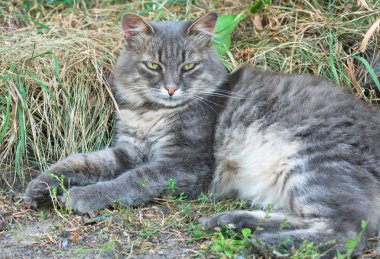 Kabarık gri kedi çimenlerde yatıyor.