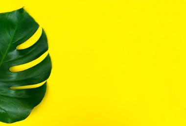 Tropikal sarı bir arka plan üzerinde Monstera çiçek bırakır. Parlak sarı bir arka plan üzerinde bu tropikal yaprakların yaratıcı düzenleme. Yaz konsepti. Kopyalama alanı ile düz görüntü.