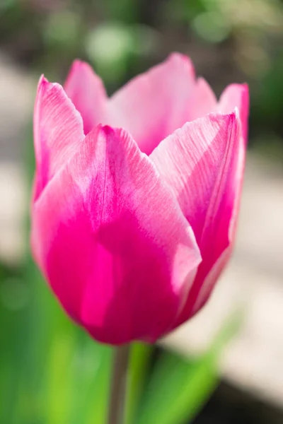 Tulipán Rosa Suave Primer Plano — Foto de Stock