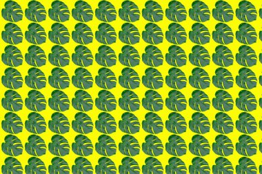 Tropikal Monstera dikişsiz desen sarı arka plan üzerinde izole yaprakları.