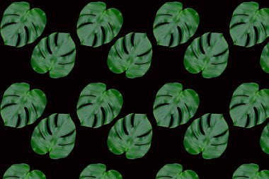 Monstera yaprağı dikişsiz desen. Siyah arka plan üzerinde tropikal yapraklar.
