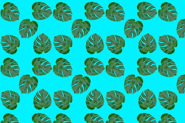 Monstera Blad Naadloze Patroon Tropische Bladeren Een Turquoise Blauwe Achtergrond — Stockfoto