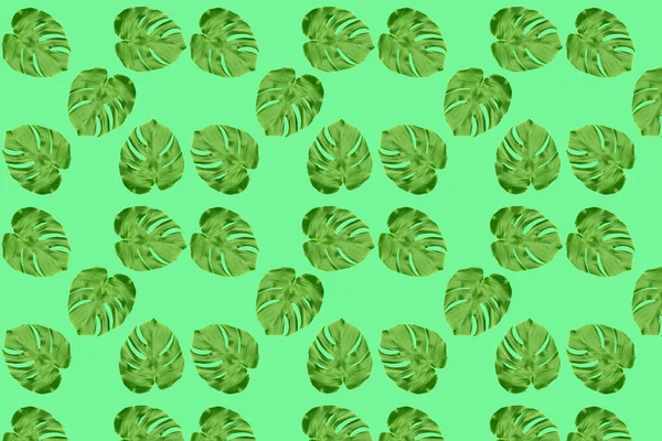 Monstera Feuille Motif Sans Couture Feuilles Tropicales Sur Fond Vert — Photo