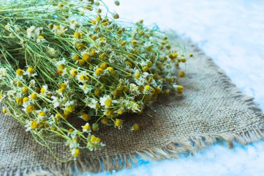 Kurutulmuş tıbbi papatya. Close. Sağlıklı içecekler kavramı.