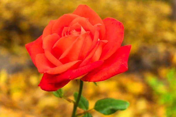 Écarlate Rose Sur Fond Feuilles Jaunes Tombées Rose Automne — Photo