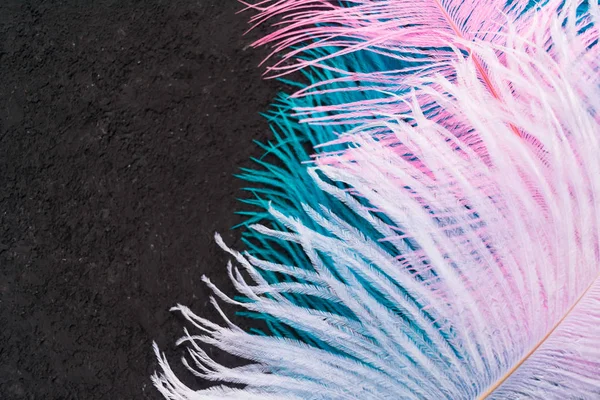 Gekleurde Struisvogelveren Een Texturale Zwarte Achtergrond Kopieerruimte — Stockfoto