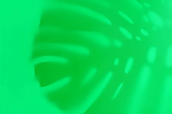 Тень Тропического Листового Монстра Светло Зеленом Фоне Слева — стоковое фото