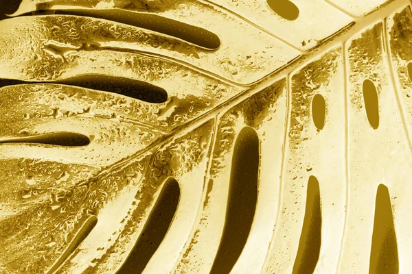 Background texture leaf monstera gold color. Close-up.