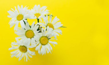 Sarı arka planda bir buket beyaz papatya. Boşluğu kopyala.