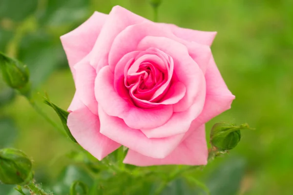 Tenderrosa Ros Bakgrund Grönt Gräs Närbild — Stockfoto