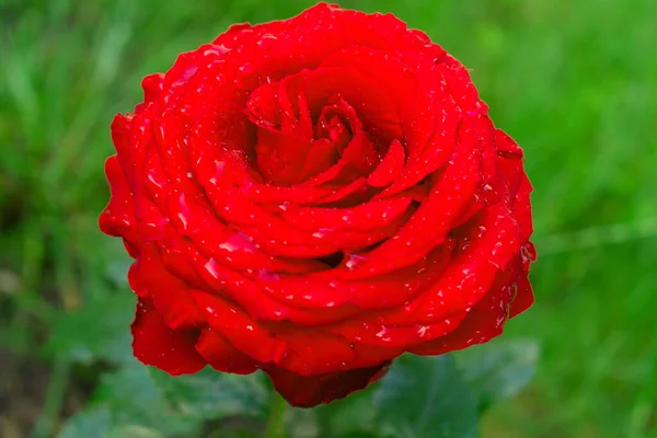 Rose Rouge Dans Rosée Sur Fond Herbe Verte — Photo