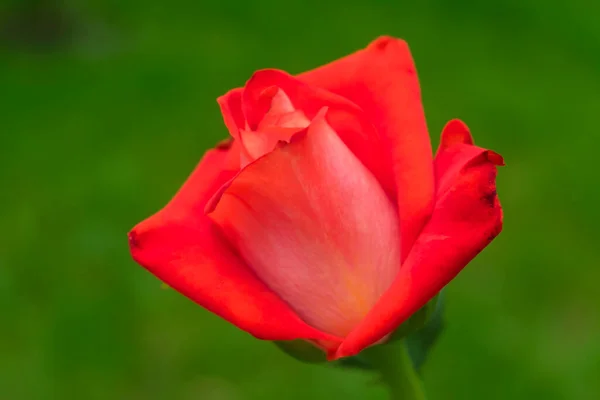 Rose Écarlate Sur Fond Herbe Verte — Photo