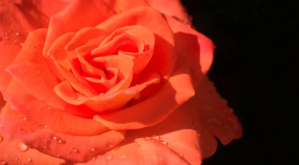 Rose Écarlate Avec Gouttes Rosée Matinale Gros Plan — Photo