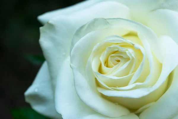 Délicate Rose Blanche Avec Des Gouttes Rosée Sur Fond Foncé — Photo