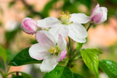 Baharda çiçek açan elma ağacı yaprakları, makro