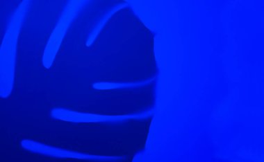 Mavi arka planda bir canavar yaprağının gölgesi. Yaratıcı arkaplan.