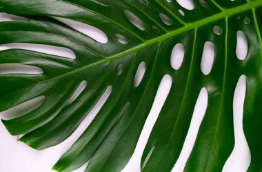 Büyük tropikal canavar yaprakları. Doğal tropikal yaprak arka planı..