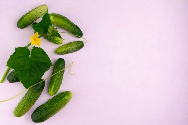 Salatalık Sebze Salatalığı Çiçek Bırakıyor Beyaz Arkaplan Düz Alan Kopyala