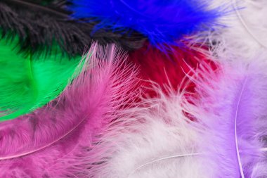  Bir sürü renkli tüy. Boyalı tüylerin arka planı.