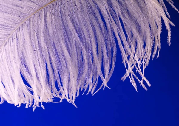 Parte Pluma Avestruz Blanco Sobre Fondo Azul — Foto de Stock