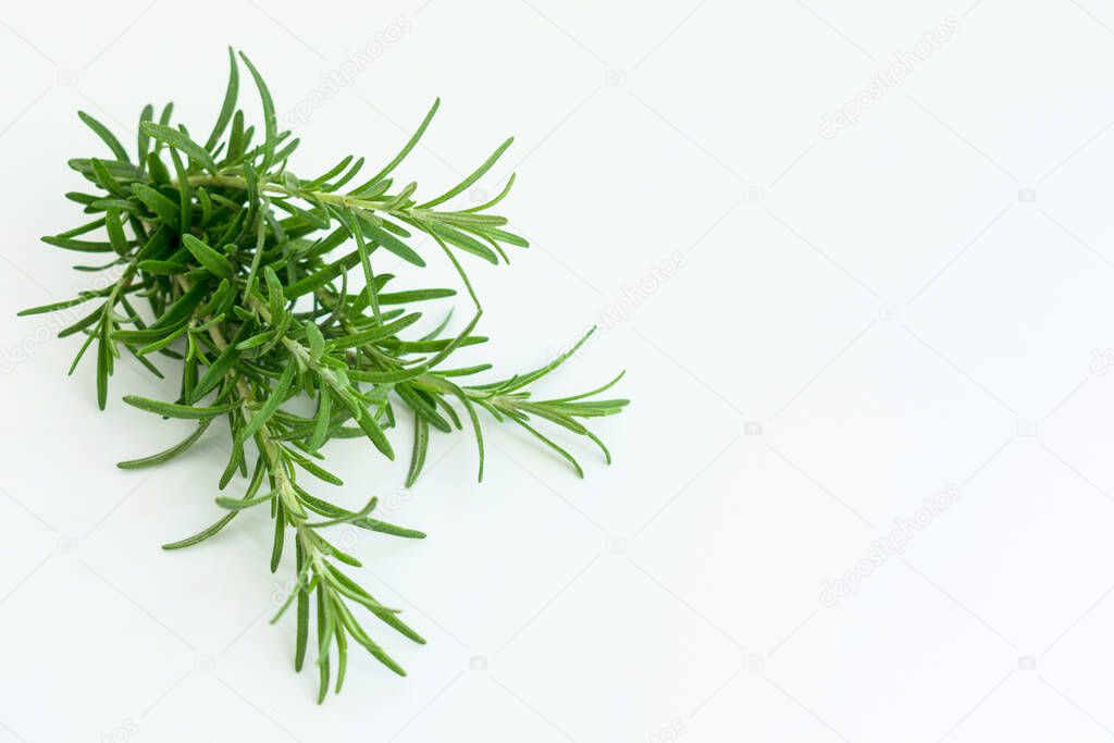 Sprigs of rosemary isolated on a white background. Copy space.