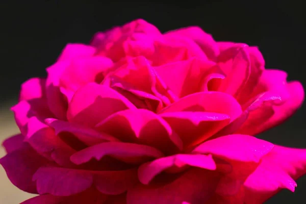 Dark pink rose close-up on a dark background.