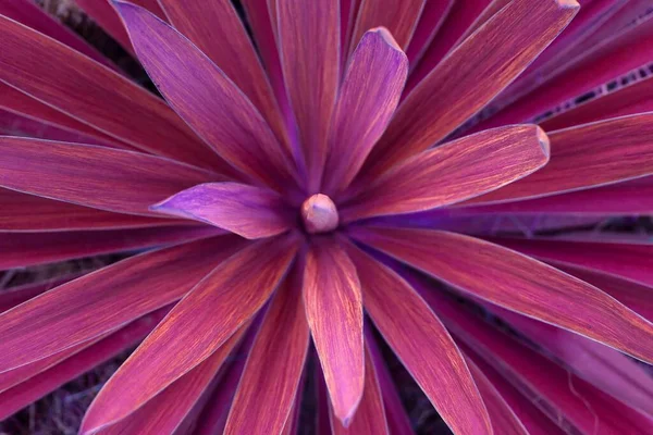 Yucca yukarıdan görünen bir termofilik bitkidir. Arka plan pembe..