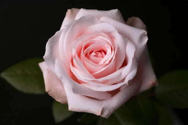 Siyah arka planda narin pembe bir gül. Yakın plan..