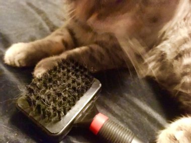 Kedi fırça ile. Fırçalama. Garip duygusal yüz ile kedi. Kediler duygular çok samimi ve kim bir resim hakkında ne düşündüğünü biliyorum