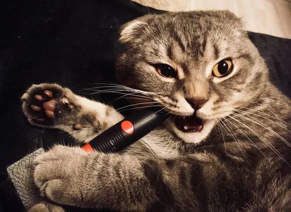 Kedi Fırça Ile Fırçalama Garip Duygusal Yüz Ile Kedi Kediler — Stok fotoğraf
