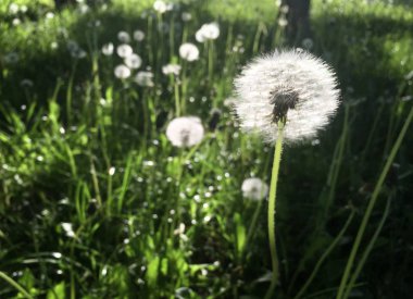Wtite Karahindiba çiçeği içinde her bahçede büyür. Sonra sarı beyaz ve kabarık olur ve ağız nefes ile darbe. 