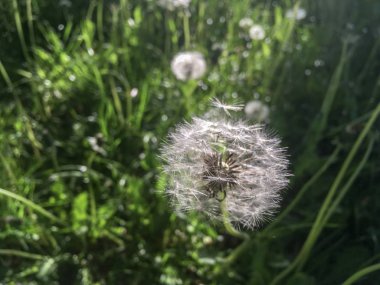 Wtite Karahindiba çiçeği içinde her bahçede büyür. Sonra sarı beyaz ve kabarık olur ve ağız nefes ile darbe. 