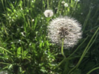 Wtite Karahindiba çiçeği içinde her bahçede büyür. Sonra sarı beyaz ve kabarık olur ve ağız nefes ile darbe. 