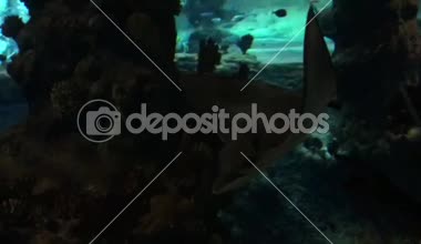 Wroclaw Hayvanat Bahçesi, Polonya. Akvaryum, aquanarium.