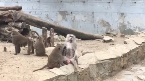 Macacos Engraçados Zoológico Wroclaw Polónia — Vídeo de Stock