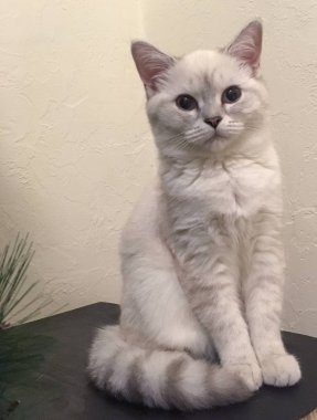 Beyaz İskoç düz chinchilla yavru kedi yakın yüz kadar. Kulaklara odaklanmak.