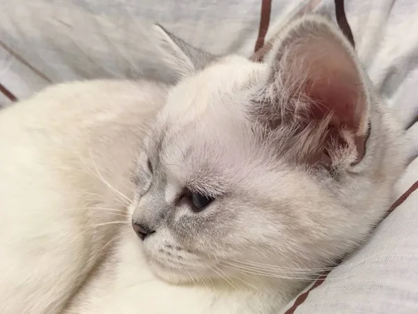 Weiße Schottische Gerade Kätzchen Nahaufnahme Gesicht Ohren Fokus — Stockfoto