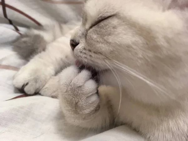 白スコットランド ストレート子猫の顔を閉じる足を舐めています — ストック写真